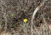 A single wild flower in bloom along the path - they had recent rain.