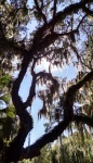 Tree View