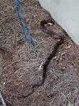 Slithering Visitor