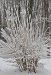 Real Winter