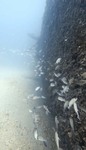 Far Side