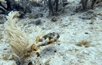 Puffer