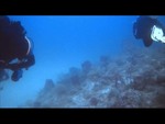 Dive Team