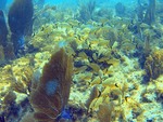 More Schooling