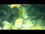 Moray