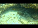 Another Eel