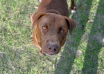 Hershey