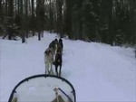 2012_Dogsledding.jpg
