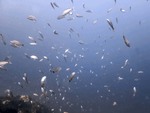 Swarm