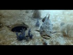 MARCS Reef Video