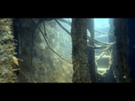 Wreck of the Black Bart Video