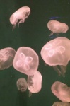 Jellies