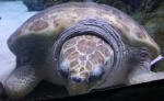 Big One