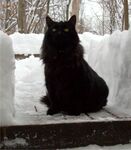 Snow Kitty