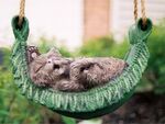 Catnap