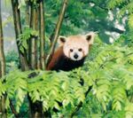 Red Panda