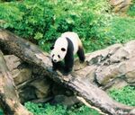 Giant Panda
