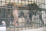 Elephants