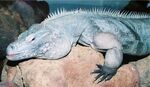 BIG Lizard