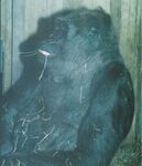 Gorilla