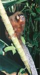 The Amazon