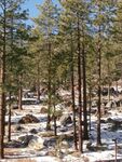 Them Thare Woods