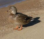 Ducky