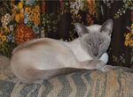 Kitty Two