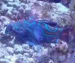 Blue Boy