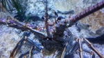 Spiny