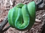 Snake Pose