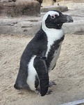 Waddler
