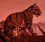 Night Hunter