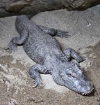 Chinese Gator