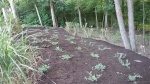 Ground Cover