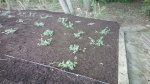 Grow Baby