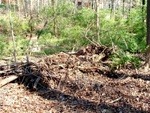 Earth Day 01