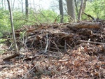 Earth Day 02