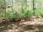 Earth Day 18