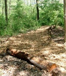 Earth Day 20
