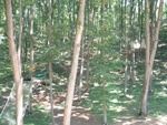 Treetop Trekking 14