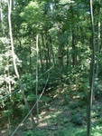Treetop Trekking 17