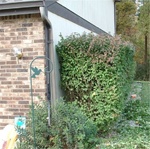 Hedge Hog 01