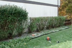 Hedge Hog 03