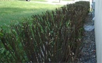 Hedge Hog 04