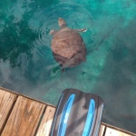 Virgil the Turtle