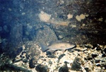 River Wrecks 39