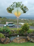 Kona Celeb 06