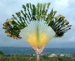 Kona Celeb 07