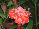 Kona Land 46